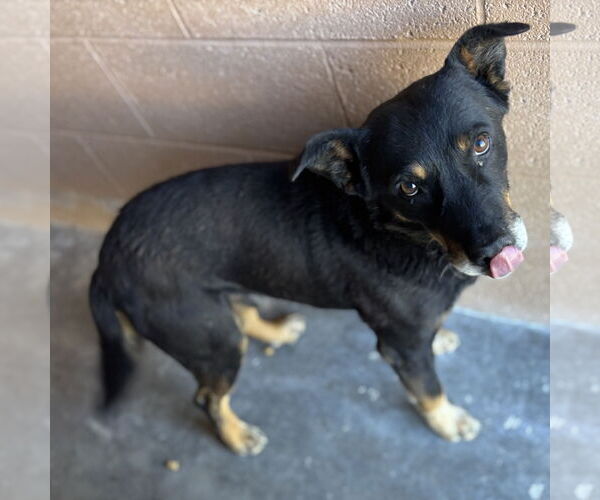 Medium Photo #3 Mutt Puppy For Sale in Las Vegas, NM, USA