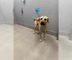Shepradors Dogs for adoption in Las Vegas, NV, USA