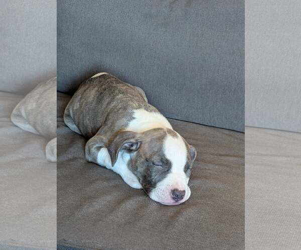 Medium Photo #1 Mutt Puppy For Sale in Princeton, MN, USA