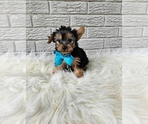 Yorkshire Terrier Puppy for sale in INDIANAPOLIS, IN, USA