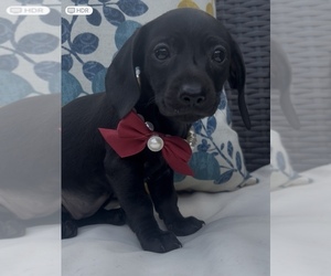 Dachshund Litter for sale in OLIVE HILL, KY, USA