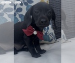 Small Photo #1 Dachshund Puppy For Sale in OLIVE HILL, KY, USA