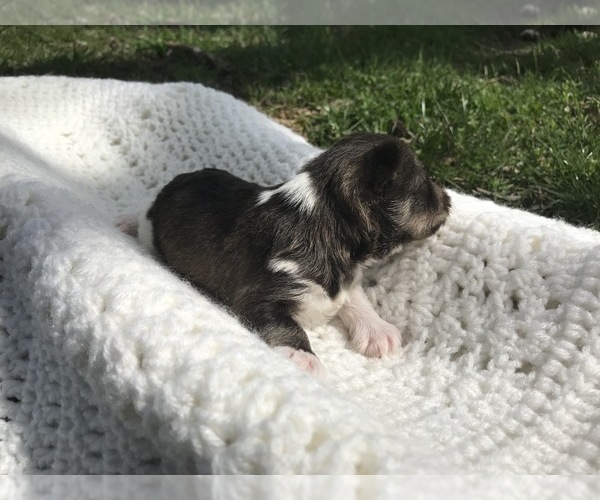 Medium Photo #3 Schnauzer (Miniature) Puppy For Sale in NIANGUA, MO, USA
