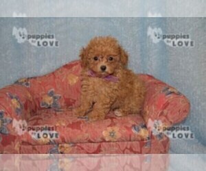 Poodle (Toy) Puppy for sale in SANGER, TX, USA