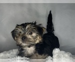 Small #4 Morkie