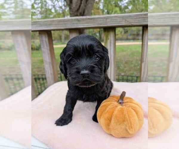 Medium Photo #5 Cock-A-Poo Puppy For Sale in SALEM, MO, USA