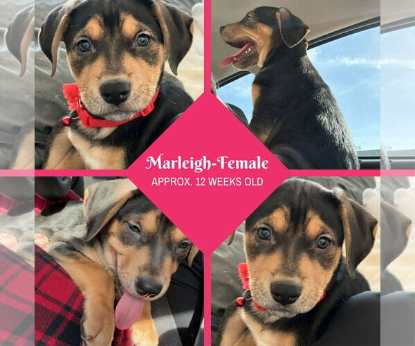 Medium Photo #4 Labrador Retriever-Unknown Mix Puppy For Sale in Grafton, WI, USA