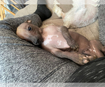 Small Photo #9 Chinese Crested Puppy For Sale in SOUTHERN PINES, NC, USA
