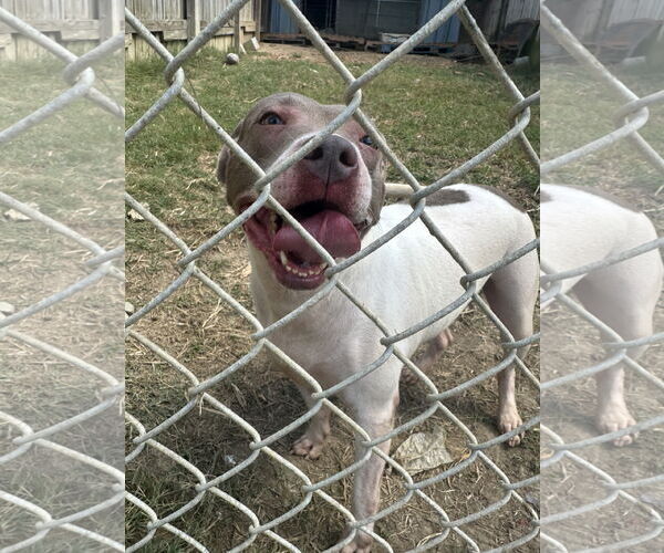 Medium Photo #2 American Staffordshire Terrier-Unknown Mix Puppy For Sale in Jackson, MS, USA
