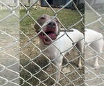 Small #1 American Staffordshire Terrier Mix