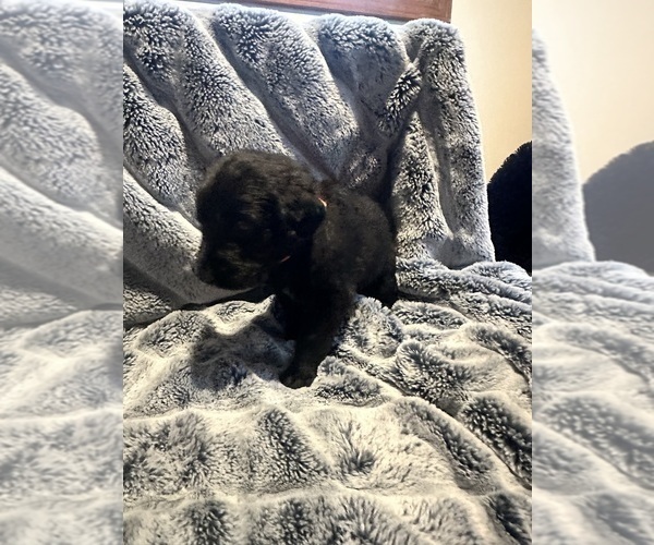 Medium Photo #3 Labradoodle Puppy For Sale in KIRKSVILLE, MO, USA