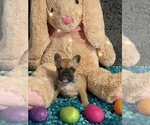Small Photo #10 French Bulldog Puppy For Sale in POWHATAN, VA, USA