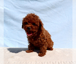 Lady - Male Poodle (Toy) Puppy for Sale - Photo #5