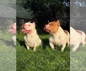 American Bully Puppy for sale in Minsk, Minsk City, Belarus