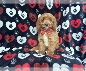 Cavapoo Puppy for sale in LAKELAND, FL, USA
