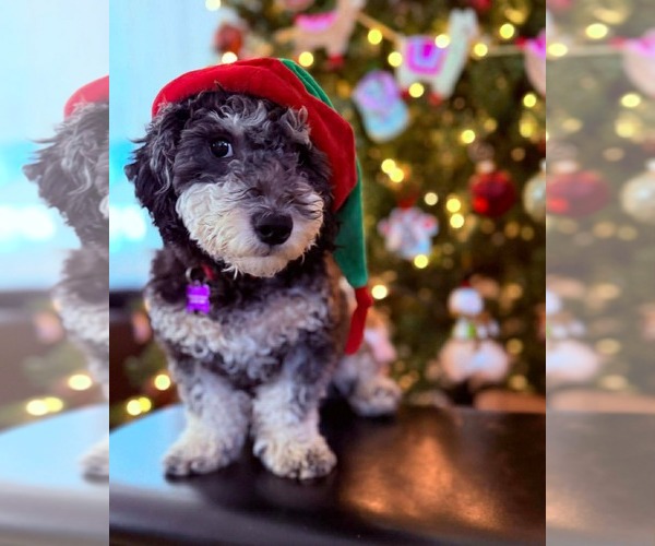 Medium Photo #2 Poodle (Miniature)-Unknown Mix Puppy For Sale in Phoenix, AZ, USA