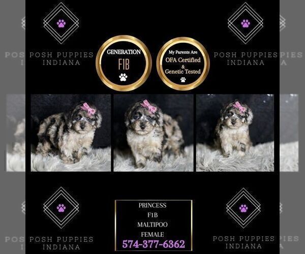 Medium Photo #77 Maltipoo Puppy For Sale in WARSAW, IN, USA