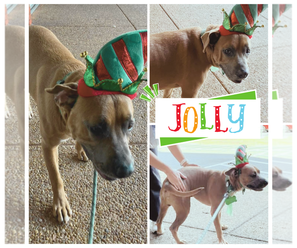 Medium Photo #3 American Bulldog-Unknown Mix Puppy For Sale in Rockaway, NJ, USA