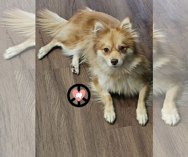 Medium Photo #2 Pomeranian Puppy For Sale in Lebanon, PA, USA
