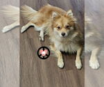 Small #1 Pomeranian