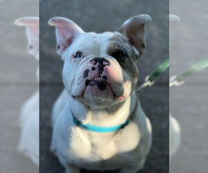 Free-Lance Bulldog Dogs for adoption in Oro Medonte, Ontario, Canada