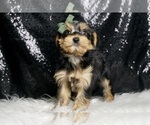 Small #4 Morkie