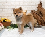 Small Photo #4 Shiba Inu Puppy For Sale in SEATTLE, WA, USA