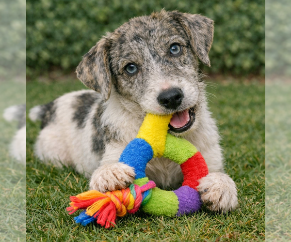 Medium Photo #3 Jack Russell Terrier Puppy For Sale in Grovertown, IN, USA
