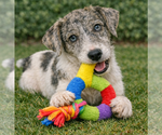 Small #2 Jack Russell Terrier