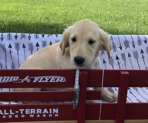 Golden Retriever Puppy for Sale in AUSTIN, Kentucky USA