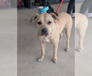 Mutt Dogs for adoption in Holly Springs, NC, USA