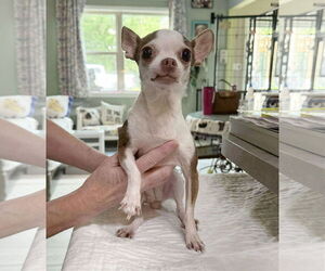 Chihuahua Dogs for adoption in Benton, LA, USA