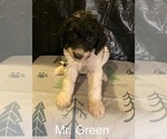 Image preview for Ad Listing. Nickname: Mr Green