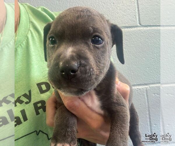 Medium Photo #2 Labrador Retriever-Unknown Mix Puppy For Sale in Washington, DC, USA