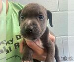Small #1 Labrador Retriever Mix