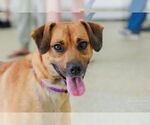 Small #9 Labrador Retriever Mix