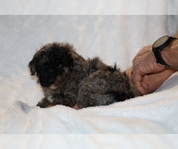 Medium Photo #10 ShihPoo Puppy For Sale in DYERSBURG, TN, USA