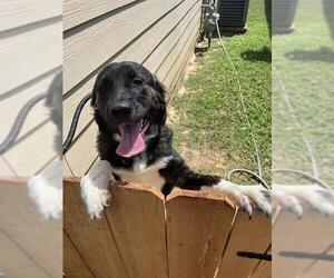 Labrador Retriever-Unknown Mix Dogs for adoption in Pearland, TX, USA