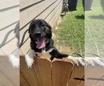 Small Labrador Retriever Mix