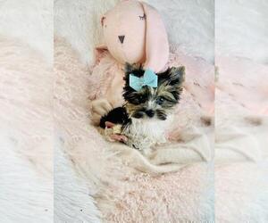 Biewer Terrier Puppy for sale in TAMPA, FL, USA