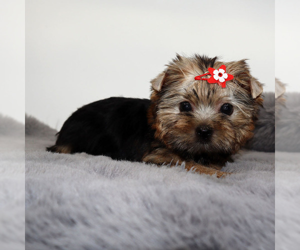 Medium Photo #4 Yorkshire Terrier Puppy For Sale in LOS ANGELES, CA, USA