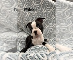 Small #1 Boston Terrier