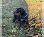 Small Photo #13 Doberman Pinscher Puppy For Sale in NEWTON, NC, USA