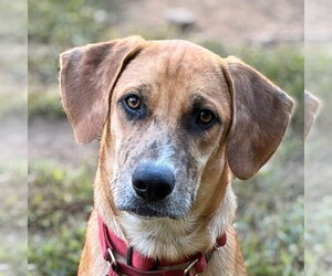 Mutt Dogs for adoption in Canton, CT, USA
