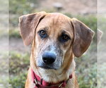Wishbone - Male Mutt Dog for Adoption - Small photo