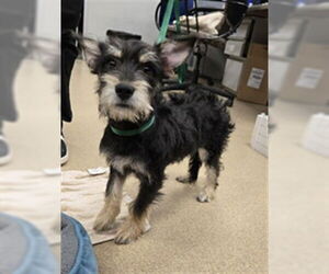 Mutt Dogs for adoption in Plano, TX, USA