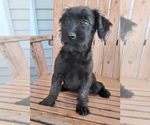 Small Photo #10 Miniature Labradoodle Puppy For Sale in CLARE, MI, USA