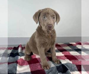 Labrador Retriever Puppy for sale in FRANKLIN, IN, USA