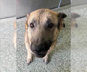 German Shepherd Dog Dogs for adoption in Salisbury, NC, USA