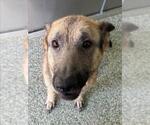 Small German Shepherd Dog